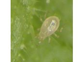 Bioline Starskii - Amblyseius Swirskii - Whitefly and Thrips Control